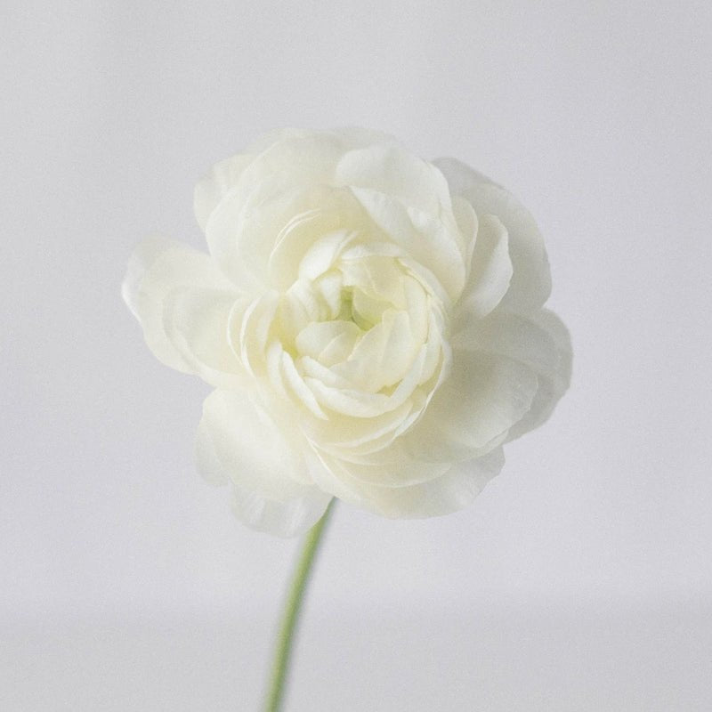 Ranunculus - Fresh White (10 Stems) - Laflora.ae