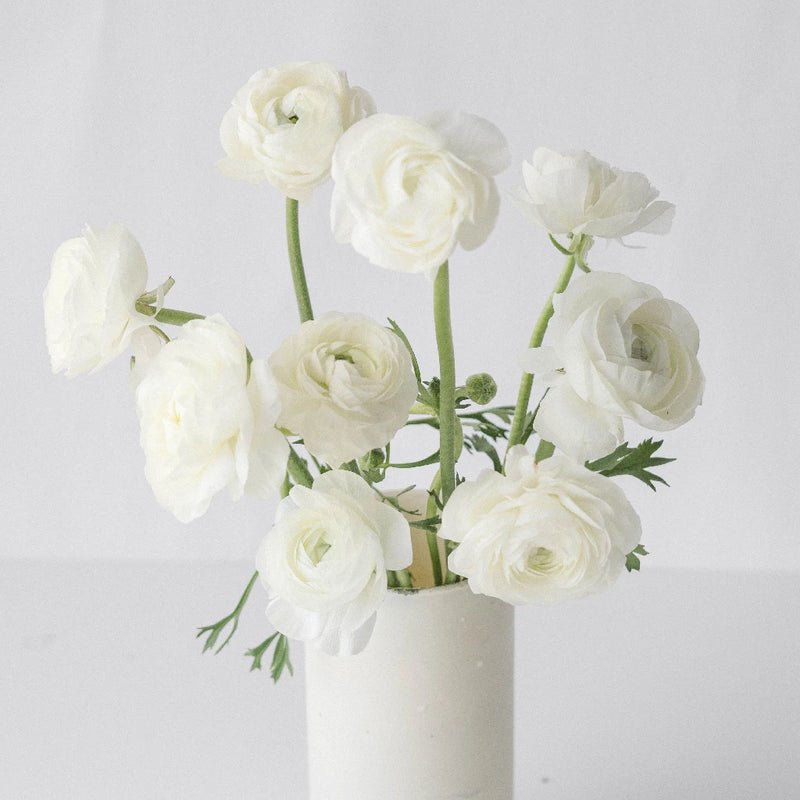 Ranunculus - Fresh White (10 Stems) - Laflora.ae