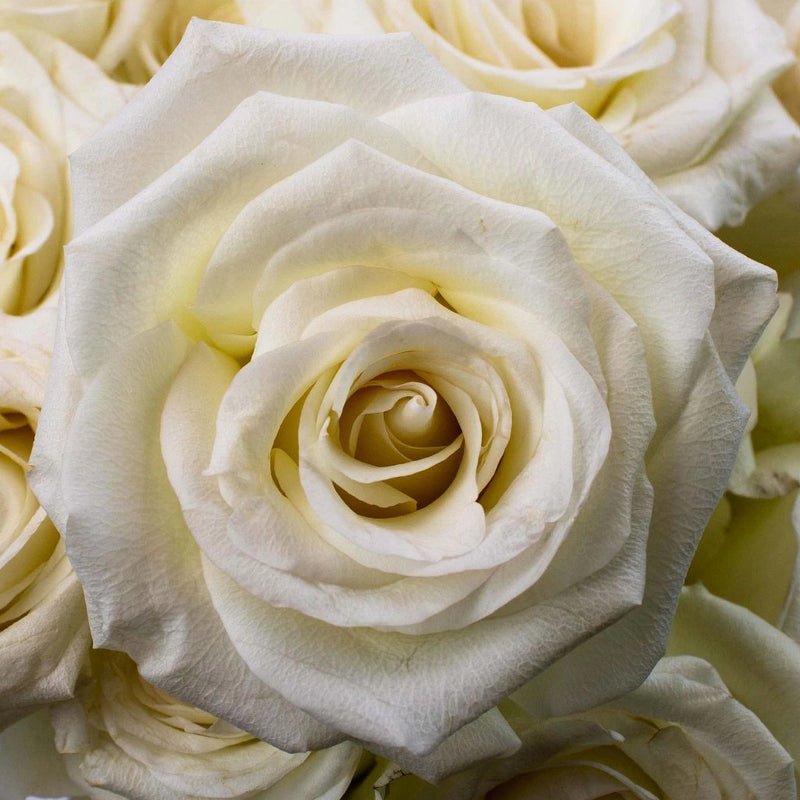 Rose - White (20 Stems) - Laflora.ae