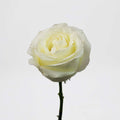 Rose - Proud White (20 Stems) - Laflora.ae