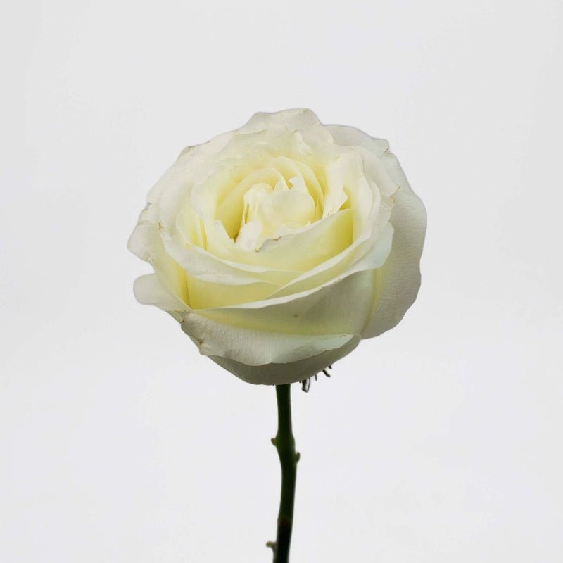 Rose - Proud White (20 Stems) - Laflora.ae