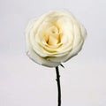 Rose - White (20 Stems) - Laflora.ae