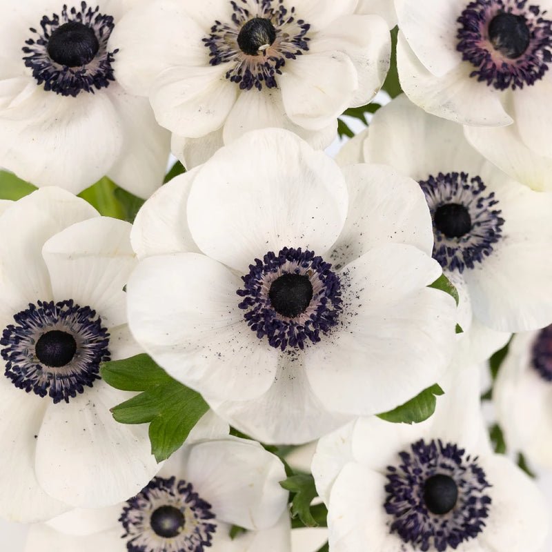 Anemones - White (10 Stems) - Laflora.ae