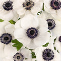 Anemones - White (10 Stems) - Laflora.ae