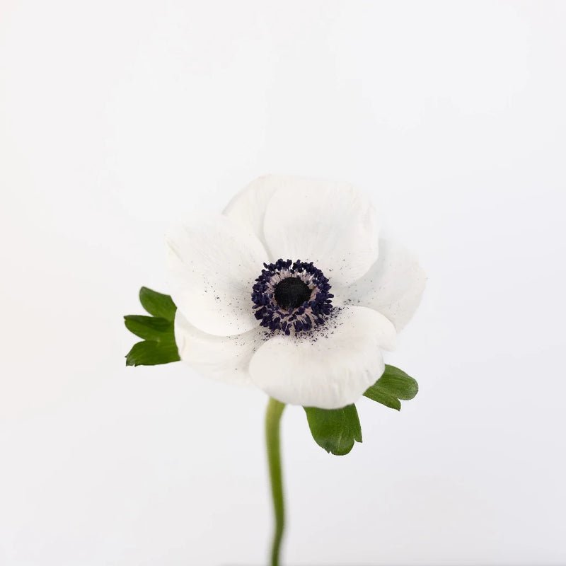 Anemones - White (10 Stems) - Laflora.ae
