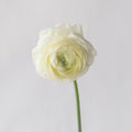 Ranunculus - Champagne (10 Stems) - Laflora.ae