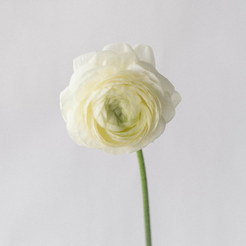 Ranunculus - Champagne (10 Stems) - Laflora.ae