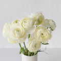 Ranunculus - Champagne (10 Stems) - Laflora.ae