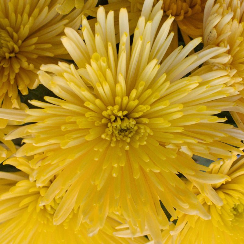 Chrysanthemum - Calafuria Sunny (10 Stems) - Laflora.ae