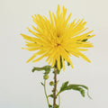 Chrysanthemum - Calafuria Sunny (10 Stems) - Laflora.ae