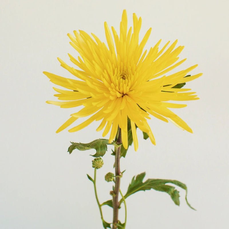 Chrysanthemum - Calafuria Sunny (10 Stems) - Laflora.ae