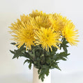 Chrysanthemum - Calafuria Sunny (10 Stems) - Laflora.ae