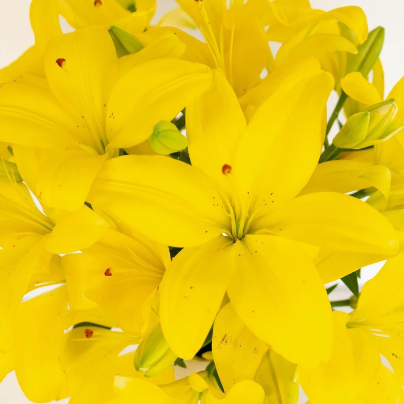 Lily - Yellow Asiatic (5 Stems) - Laflora.ae