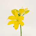 Lily - Yellow Asiatic (5 Stems) - Laflora.ae