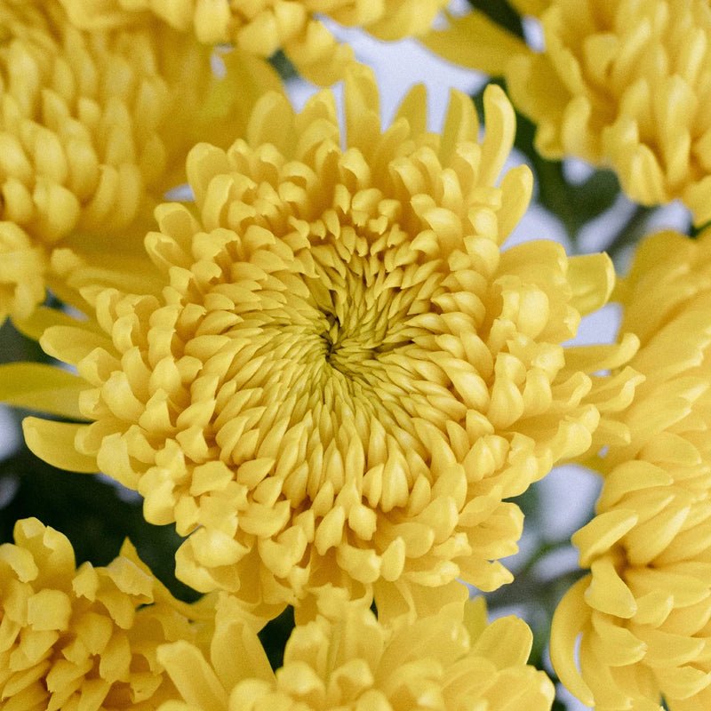 Chrysanthemum - Yellow (10 Stems) - Laflora.ae