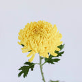 Chrysanthemum - Yellow (10 Stems) - Laflora.ae