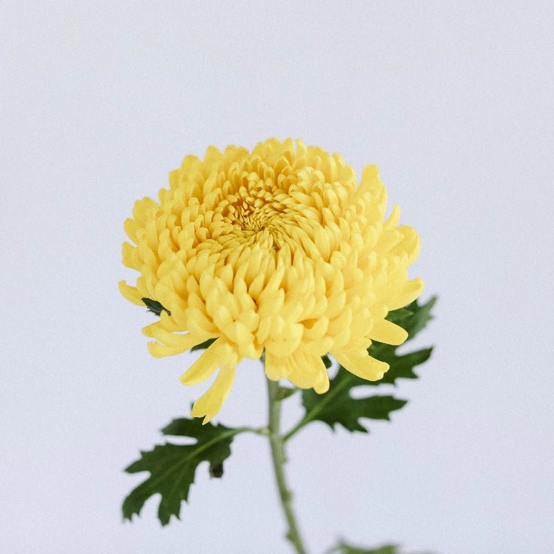 Chrysanthemum - Yellow (10 Stems) - Laflora.ae