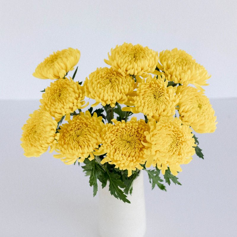 Chrysanthemum - Yellow (10 Stems) - Laflora.ae
