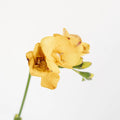 Yellow Freesia Flower (10 Stems) - Laflora.ae