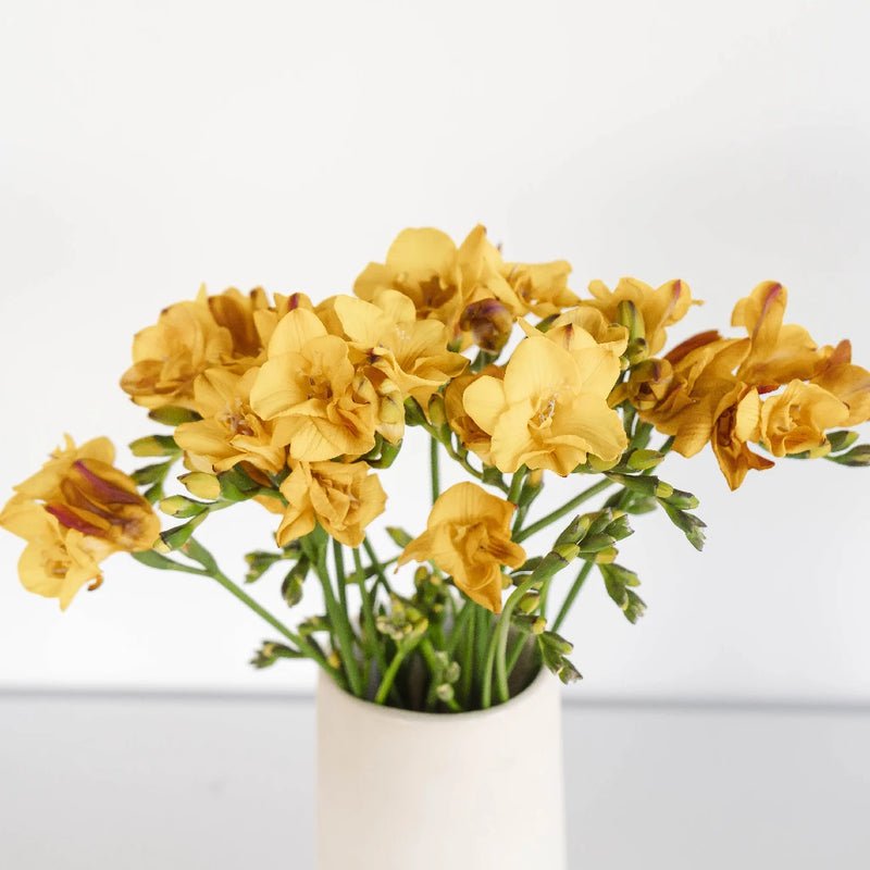 Yellow Freesia Flower (10 Stems) - Laflora.ae