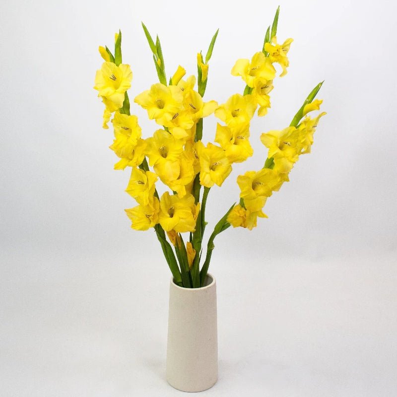 Gladiolus - Yellow (10 Stems) - Laflora.ae