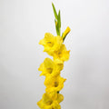 Gladiolus - Yellow (10 Stems) - Laflora.ae