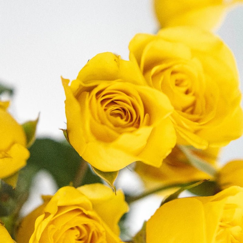 Spray Roses - Yellow (10 Stems) - Laflora.ae