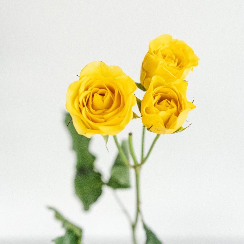 Spray Roses - Yellow (10 Stems) - Laflora.ae