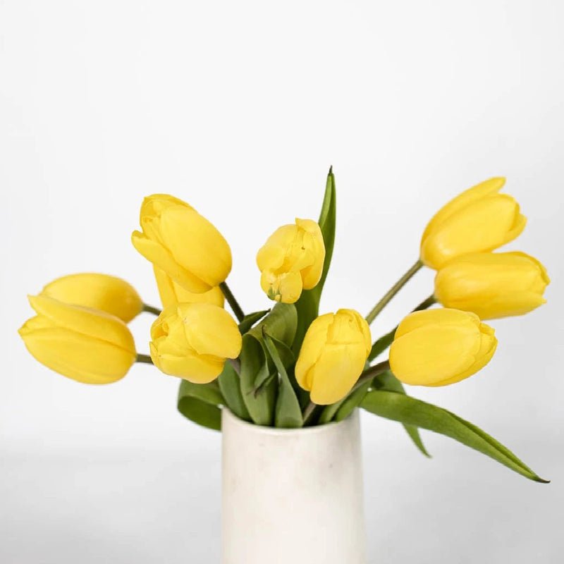 Tulips - Fresh Yellow (20 Stems) - Laflora.ae
