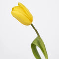 Tulips - Fresh Yellow (20 Stems) - Laflora.ae