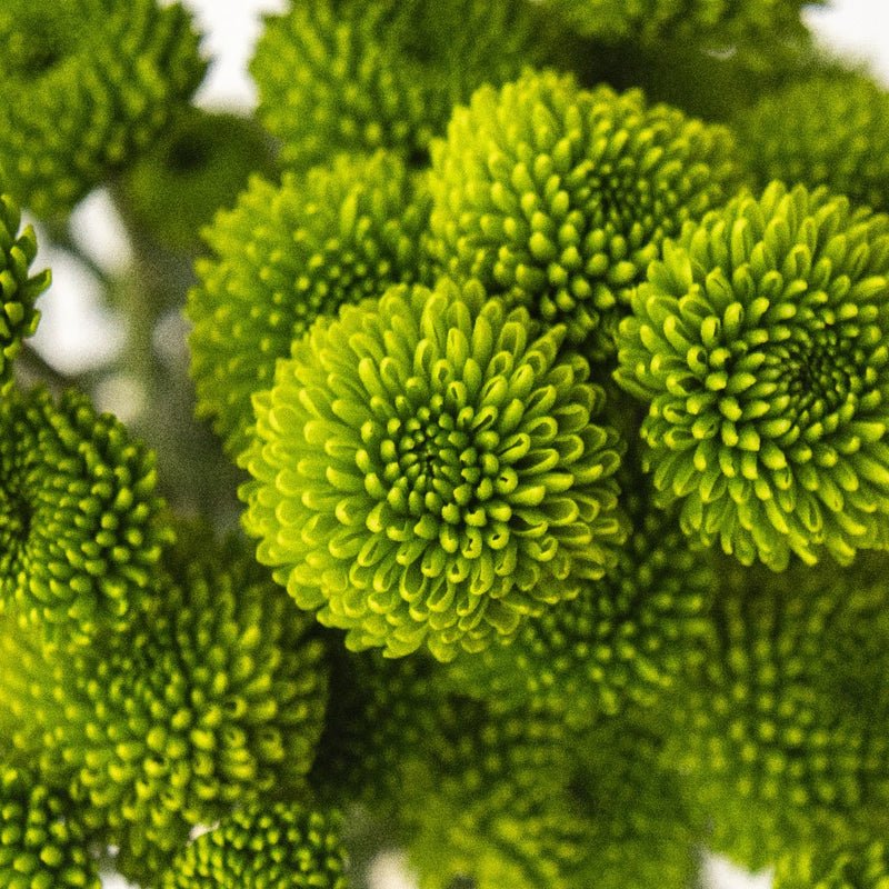 Chrysanthemum - Santini peptalk (15 Stems) - Laflora.ae