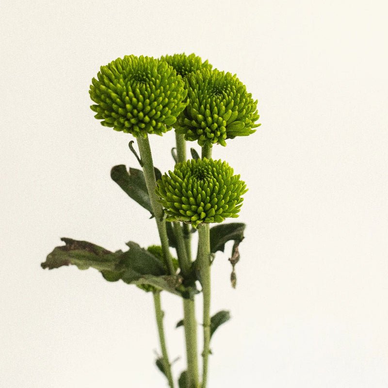 Chrysanthemum - Santini peptalk (15 Stems) - Laflora.ae
