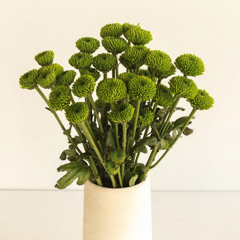 Chrysanthemum - Santini peptalk (15 Stems) - Laflora.ae