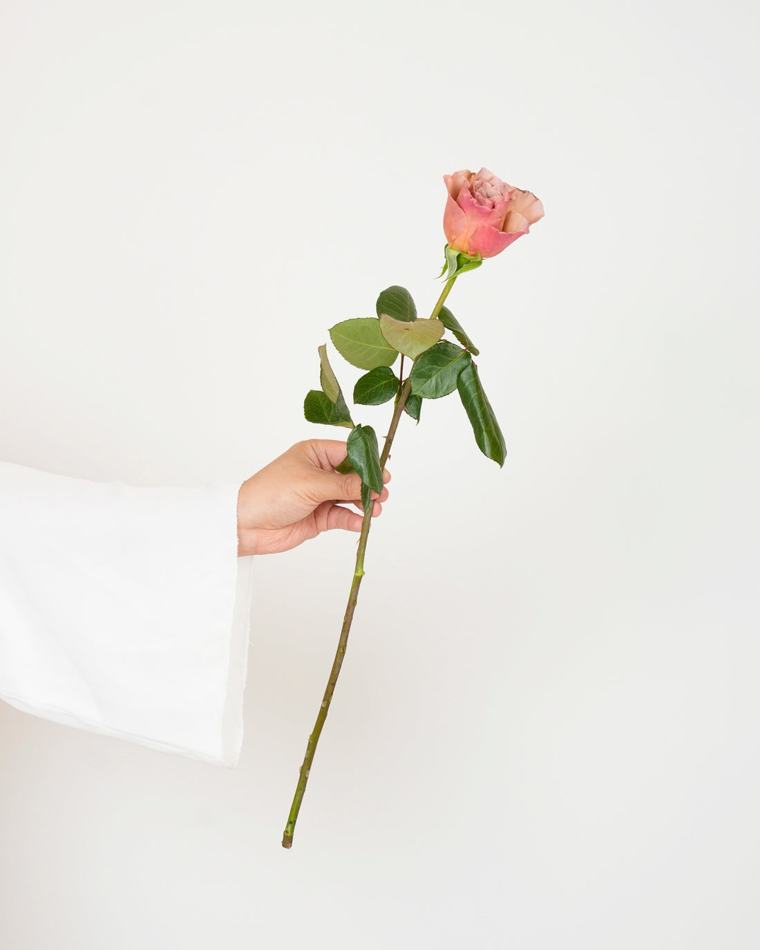 Rose Cafe Latte - 10 Stems
