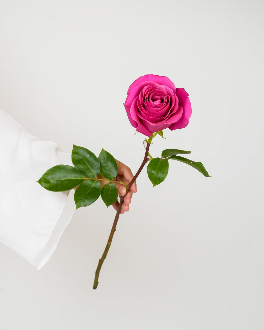 Rose- Pink Flyod (20 Stems)