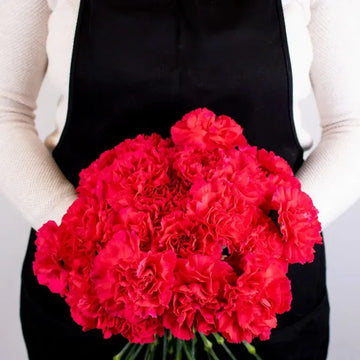 Carnation - Hot Pink (25 Stems)