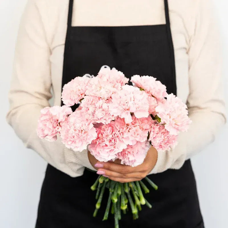 Carnation - Baby Pink (25 Stems)