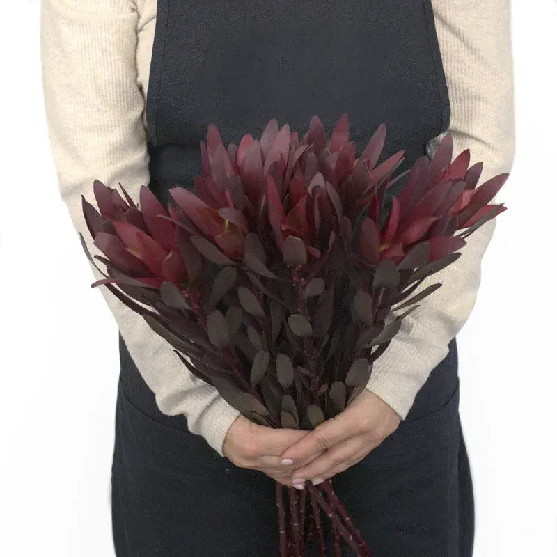 Leucadendron - Safari Sunset (5 Stems)