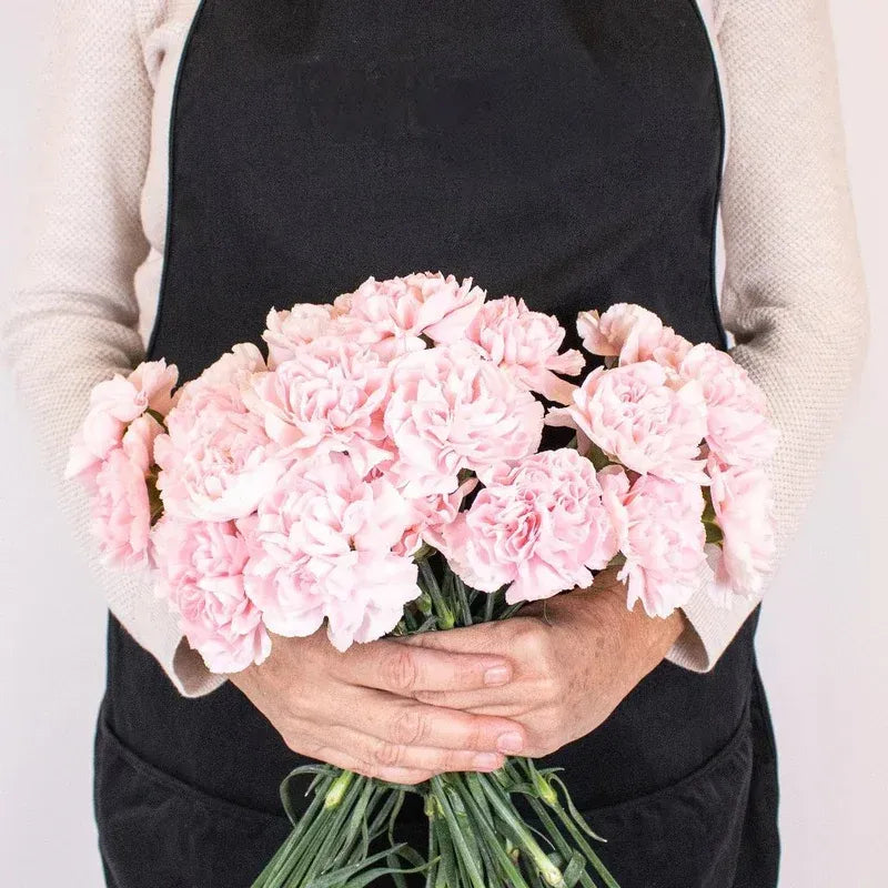 Carnation - Fresh Pink (25 Stems)