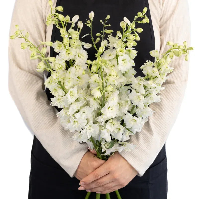 Delphinium - White (5 Stems)