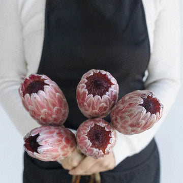 Protea - Pink Ice (2 Stem)