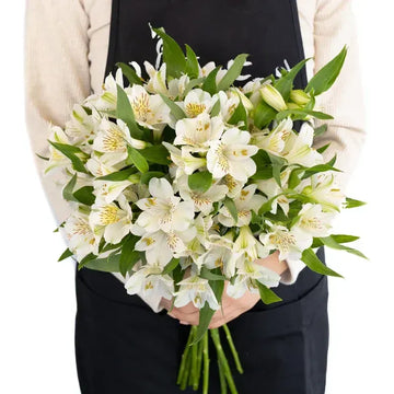 White Blush Alstroemeria -  Peruvian Lilies (20 Stems)