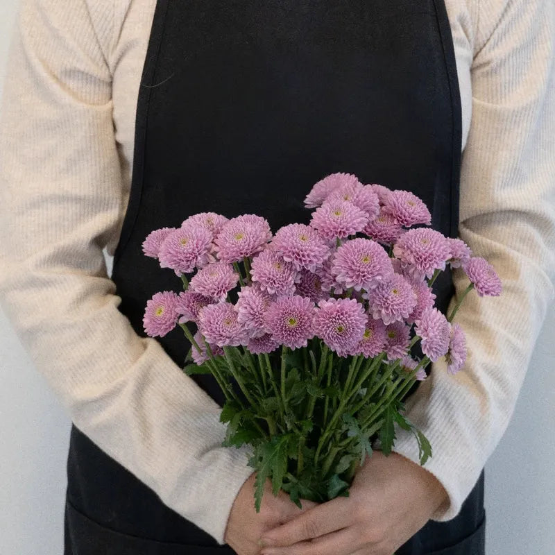 Chrysanthemum - Santini Pink (25 Stems)