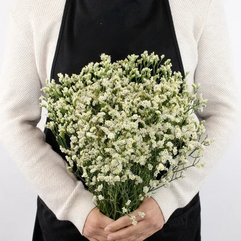 Limonium - White (25 Stems)