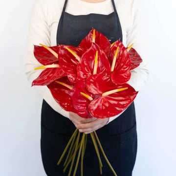 Anthurium - Fire Red (5 Stems)