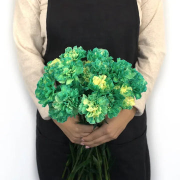 Carnation - Tinted Green (25 Stems)