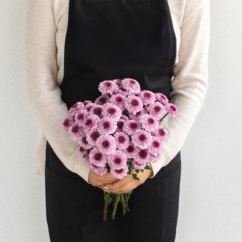 Chrysanthemum - Santini Pink (25 Stems)