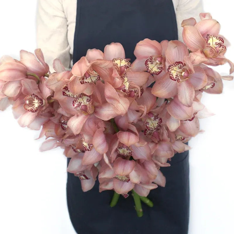 Cymbidium Orchid - Dusty Rose Pink (1 Stem)