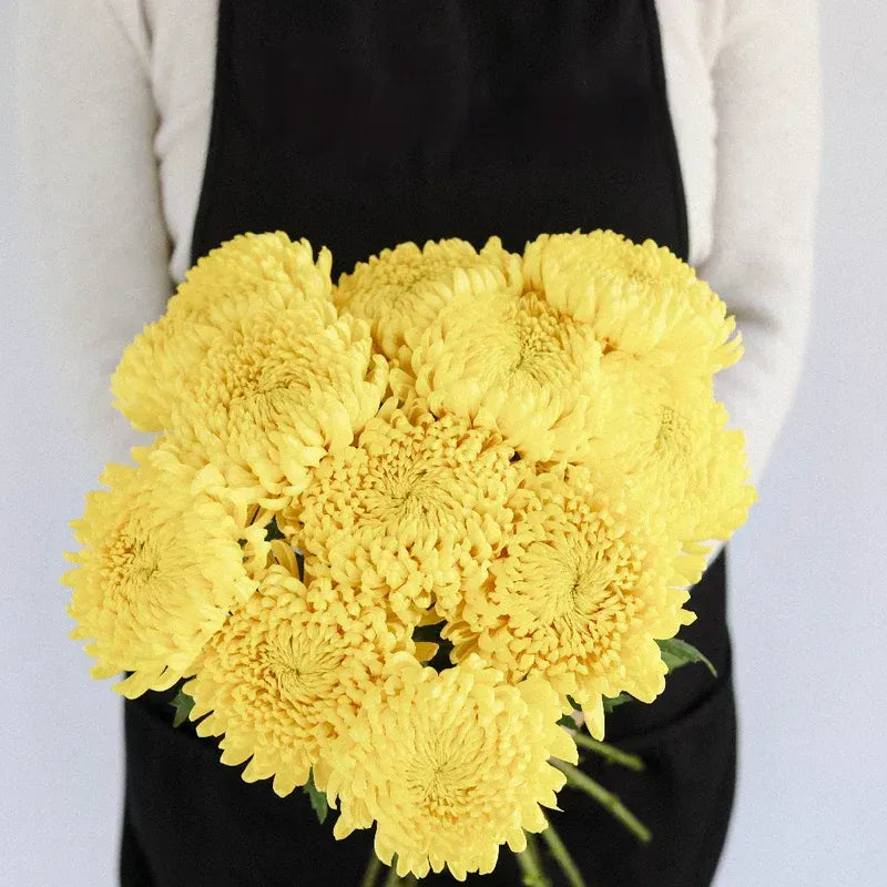 Chrysanthemum - Yellow (10 Stems)