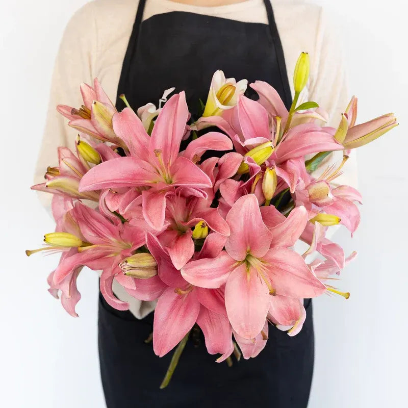 Lily - Bicolor Pink and White Asiatic (5 Stems)